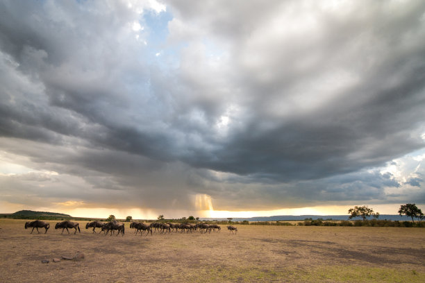 serengeti
