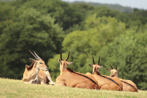 antelope