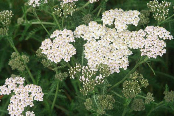 achillea