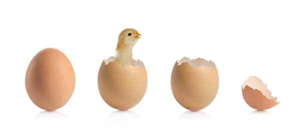 chick