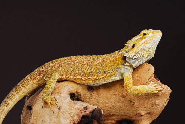 pogona