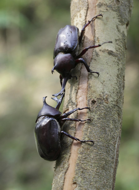 beetles