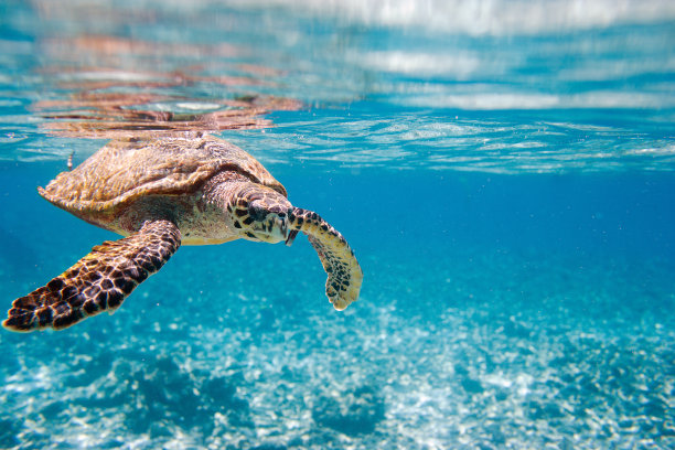 turtle