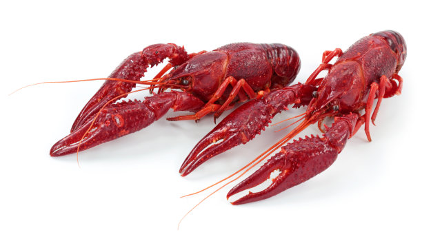 crayfish