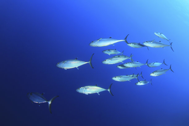 tuna
