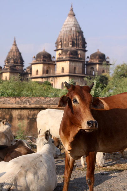 寺院前的牛
