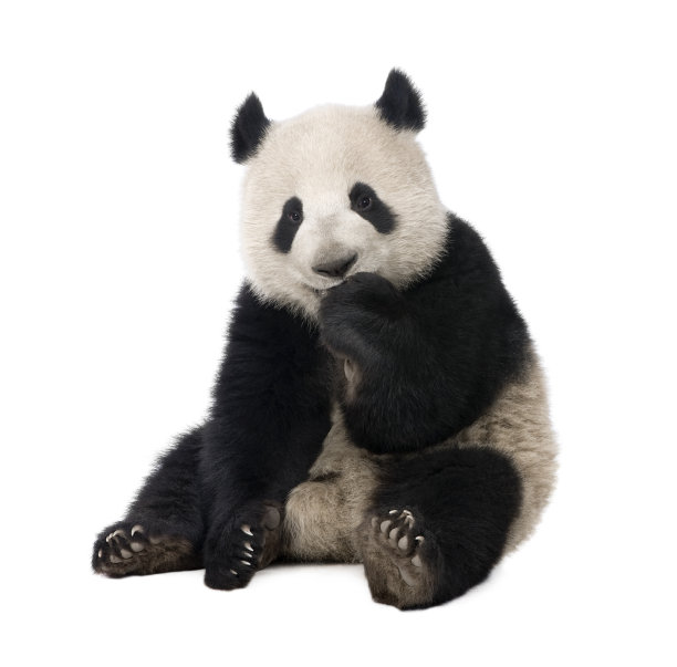 panda