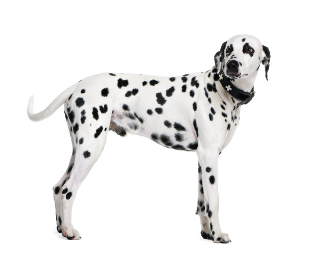 dalmatian