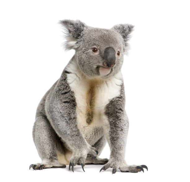 koala