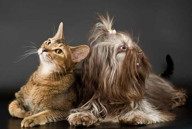 纯种猫,猫科动物,犬科