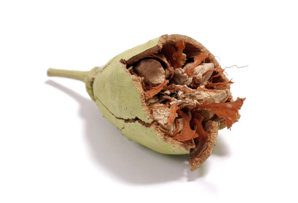 baobab