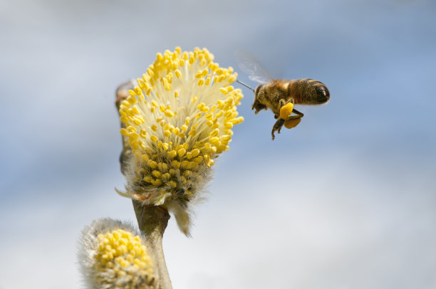 pollination