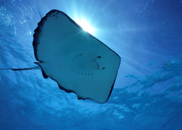 stingray