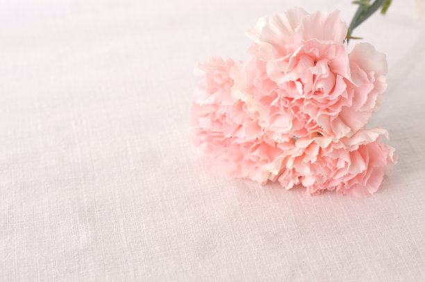 dianthus