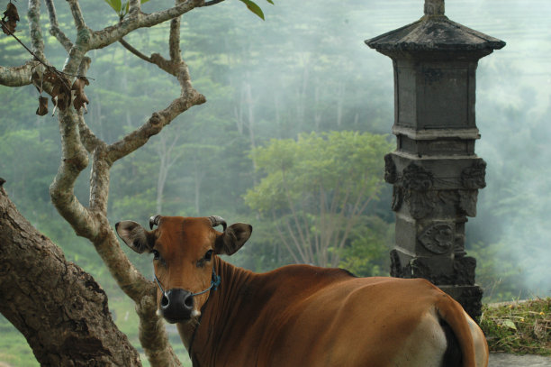 sapi