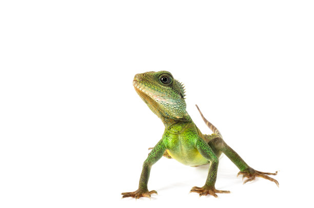 lizard