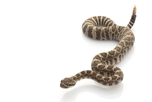 snake