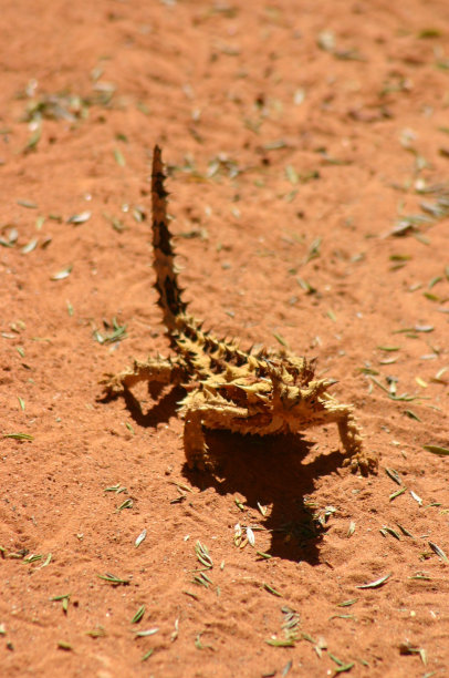 katatjuta