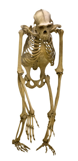 ape