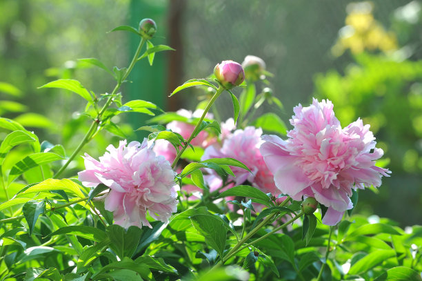花簇,花,植物