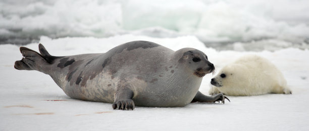 seal