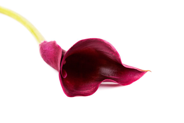 calla