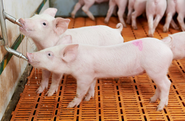 piggy