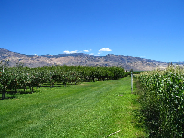 orchard