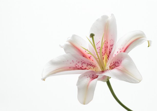 lilium