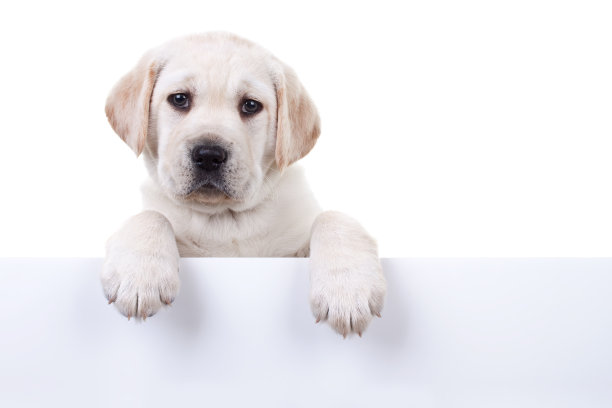 labrador