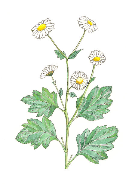 中草药菊花插画