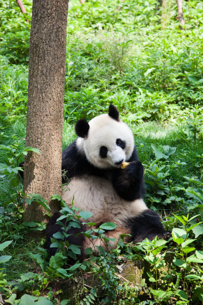 自然,垂直画幅,大熊猫