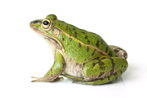 frog