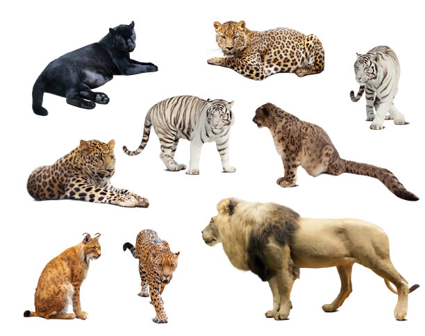 zoo