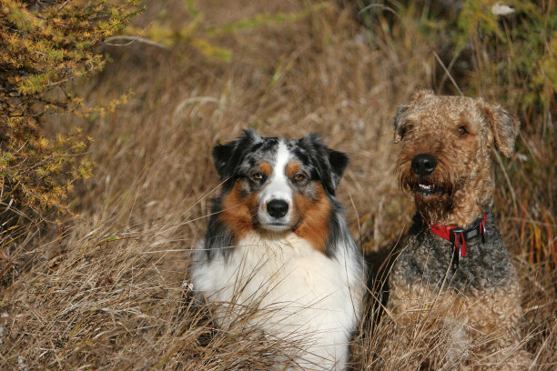 airedale