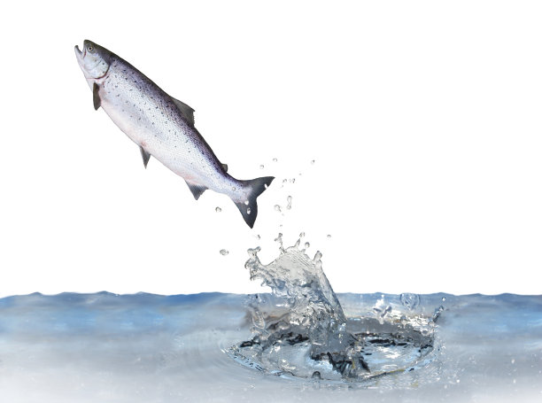 salmo