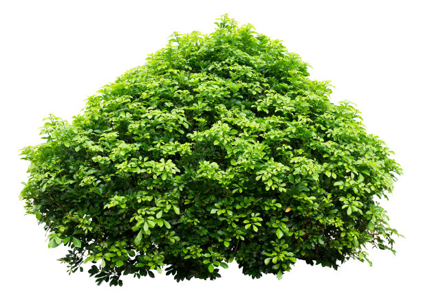 shrub