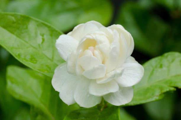 jasmine