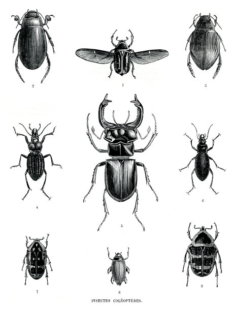 insect图片素材 insect设计素材 insect摄影作品 insect源文件下载 insect图片素材下载 insect背景素材 ...