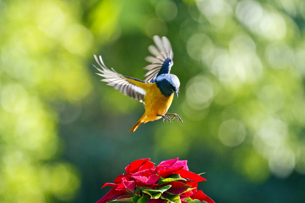 花鸟