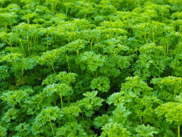 parsley