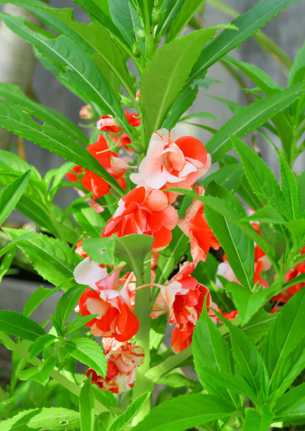 impatiens