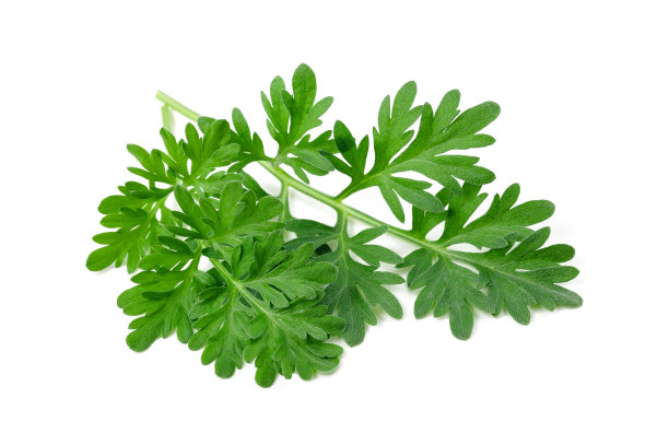 mugwort