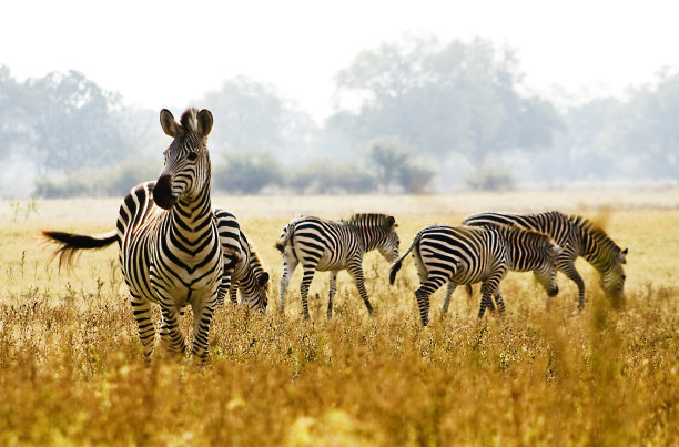 zebra