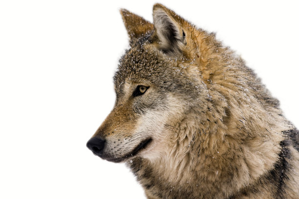 wolf