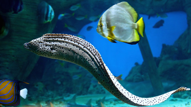 moray