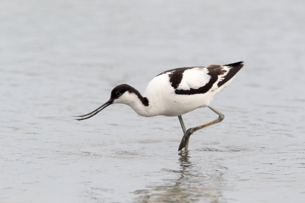 avocet