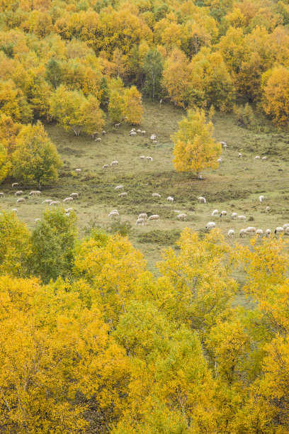 秋季田园田野一群羊