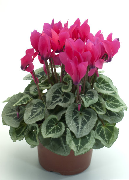 cyclamen