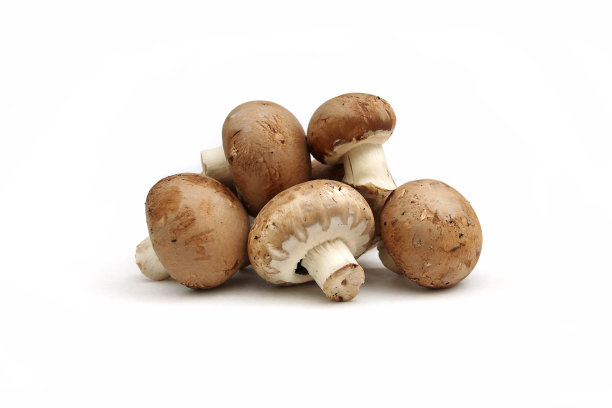 toadstool